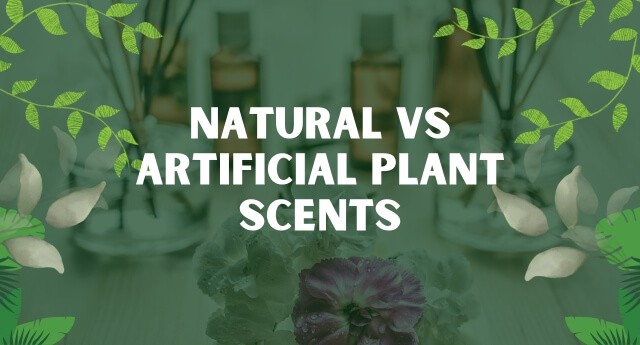 Aromatic Scents bottles and Plants